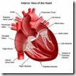 Jantung Manusia